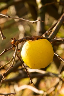Chaenomeles japonica - kdoulovec japonský - plod